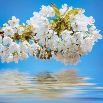 Blossoming Cherry Plum Stock Photos