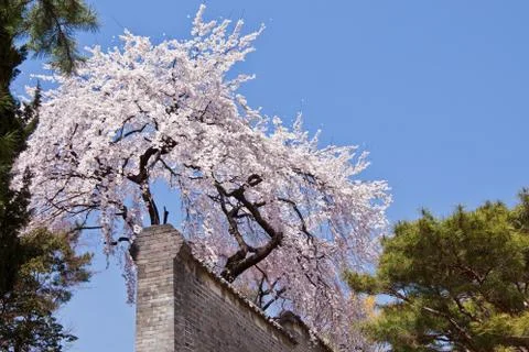 Blossoming cherry in spring Stock Photos