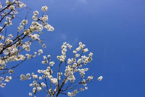 Blossoming cherry in the spring Stock Photos