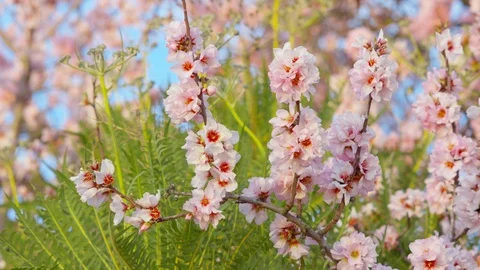 Blossoming Cherry Spring Sakura tree in bloom, pink Flowers buds Stock Footage 125676549