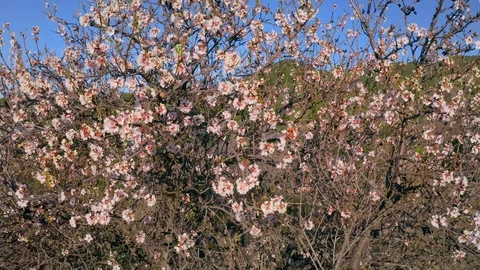Blossoming Cherry Spring Sakura tree in bloom, pink Flowers buds Stock Footage 126410385