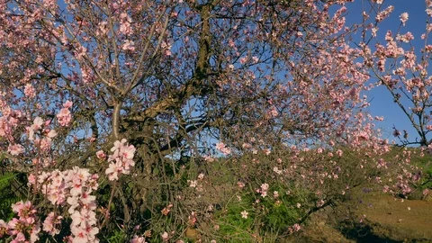 Blossoming Cherry Spring Sakura tree in bloom, pink Flowers buds Stock Footage 126438134