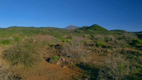 Blossoming Cherry Spring Sakura tree in bloom, pink Flowers buds Stock Footage 126445866