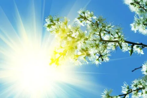 Blossoming cherry on sun Stock Photos