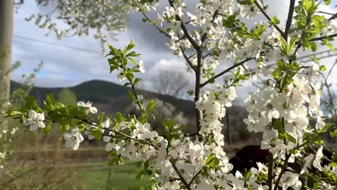 Blossoming cherry tree against the backdrop of the mountains and the railway Stock Footage 190624035