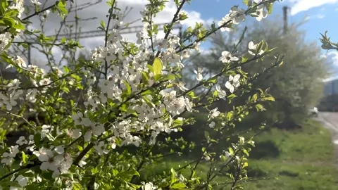 Blossoming cherry tree against the backdrop of mountains. Stock Footage 190624525