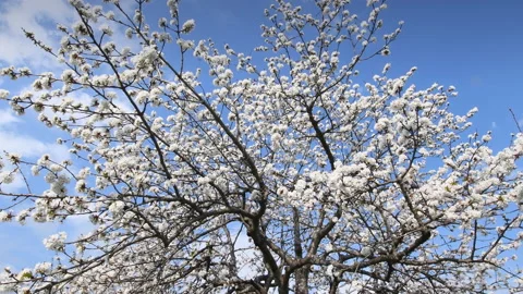 Blossoming cherry tree against the blue sky Stock Footage 152836027