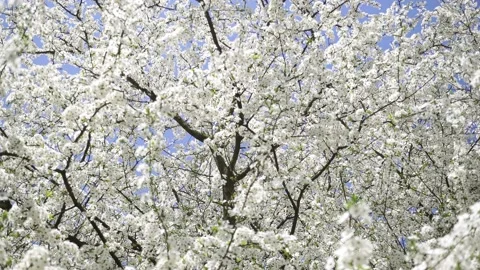 Blossoming Cherry Tree Against the Blue Sky. Video stock 239243859