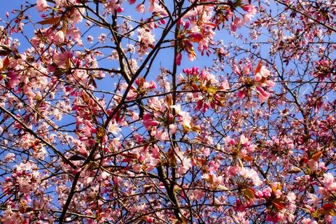 Blossoming cherry tree against a clear spring sky 스톡 사진