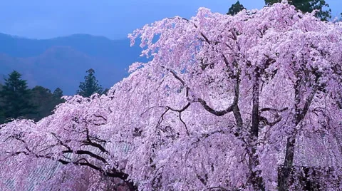 Blossoming cherry tree against the evening sky and mountains. Stock-Footage 37490753