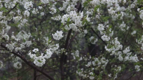 Blossoming cherry tree with aromatic flowers in fruit garden Stock Footage 129296331