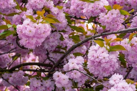 Blossoming cherry tree background Stock Photos