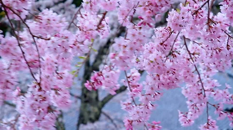 Blossoming cherry tree on the background of the roof of the temple. Stock-Footage 37490725