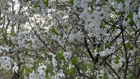Blossoming cherry tree on the background of sun rays Stock Footage 240344006