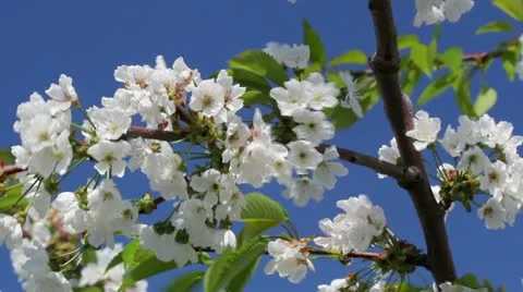 Blossoming cherry tree on blue sky background Stock Footage 10912016