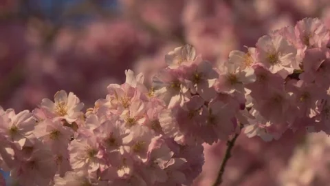 Blossoming cherry tree branch full of pink flowers, close-up detail in spring Stock Footage 329234801