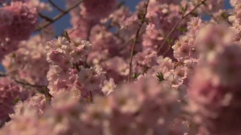 Blossoming cherry tree branch full of pink flowers, close-up detail in spring Stock Footage 329234806