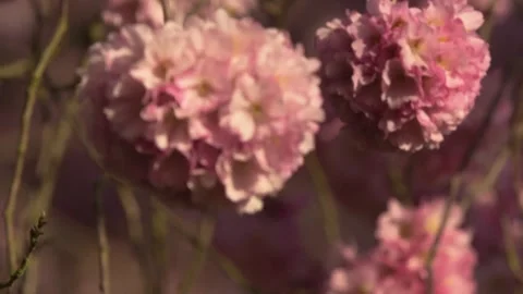 Blossoming cherry tree branch full of pink flowers, close-up detail in spring 스톡 동영상 329234861