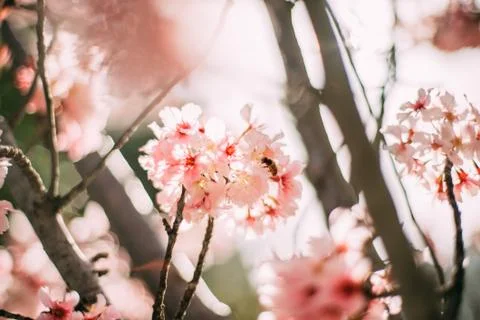 Blossoming cherry tree branch Stock Photos