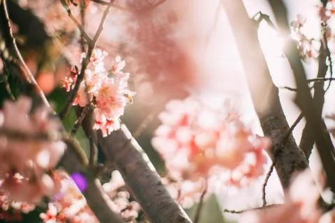 Blossoming cherry tree branch Stock Photos