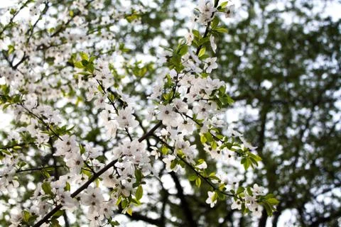 Blossoming cherry tree branch Stock Photos
