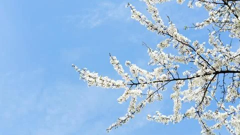 Blossoming cherry tree branches adorned with delicate white flowers against a Photos