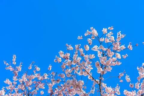 Blossoming cherry tree branches on blue sky background Stock Photos
