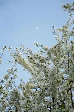 Blossoming cherry tree branches on blue sky background with moon visible by day Stock Photos