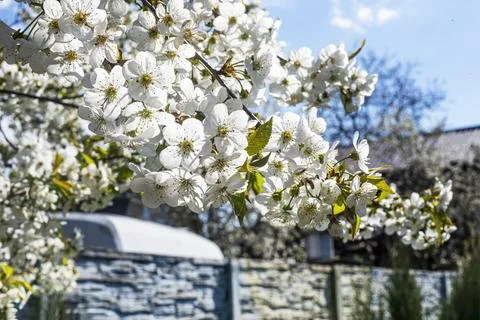 Blossoming cherry tree branches in the garden. Fruit tree care Stock Photos