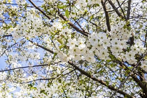 Blossoming cherry tree branches in the garden. Fruit tree care Stock Photos