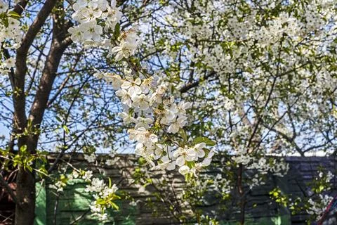 Blossoming cherry tree branches in the garden. Fruit tree care Stock Photos