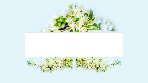 Blossoming cherry tree flowers frame Stock Photos