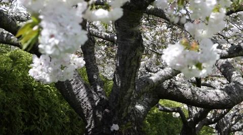 Blossoming Cherry Tree Flowers Spring Time Green Leaves Macro Close Up Blossoms Stock Footage 35281270
