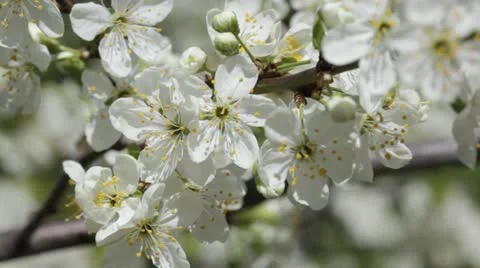 Blossoming cherry tree Stock Footage 20524568