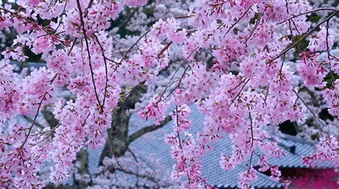 Blossoming cherry tree. Stock Footage 37524373