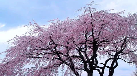 Blossoming cherry tree. Stock Footage 37524385