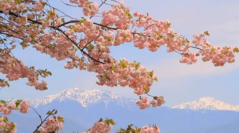 Blossoming cherry tree. Stock Footage 37855053