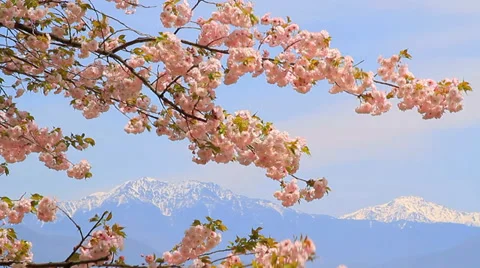 Blossoming cherry tree. Stock Footage 37855436