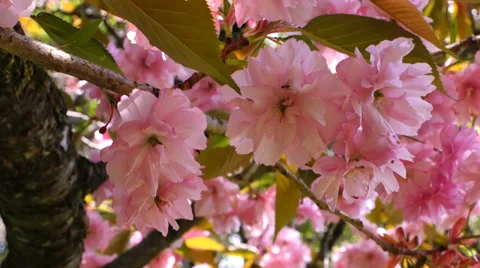 Blossoming cherry tree Stock Footage 38034586