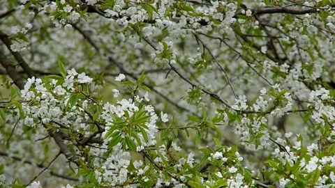 Blossoming cherry tree Stock Footage 71323667