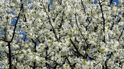 Blossoming cherry tree Stock Footage 71323678