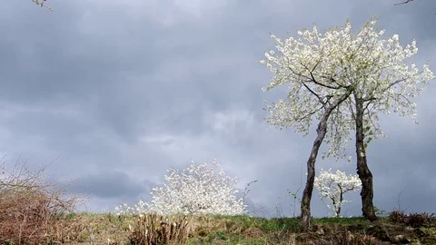 Blossoming cherry tree Stock Footage 71426758