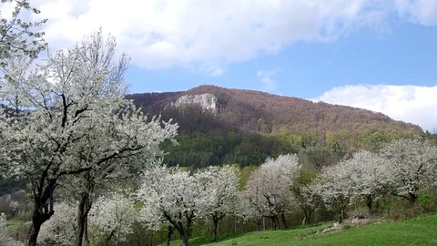 Blossoming cherry tree Stock Footage 71426937