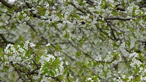 Blossoming cherry tree Stock Footage 71426940