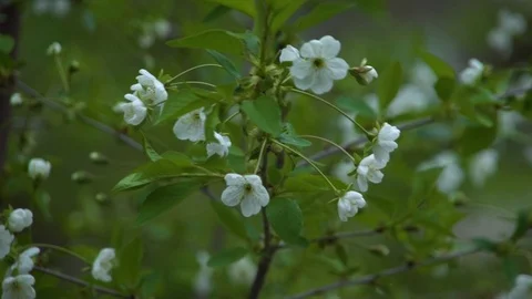 Blossoming cherry tree Video stock 106587187