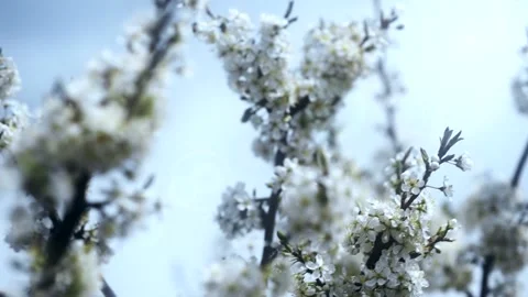 Blossoming Cherry Tree Stock Footage 154344247