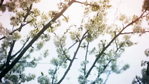 Blossoming Cherry Tree Stock Footage 154346055