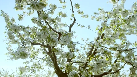 Blossoming cherry tree in garden at bright back sunlight Stock Footage 154725703