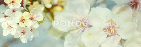 Blossoming cherry tree on light sky background in sunlight. Soft vintage past Stock Photos