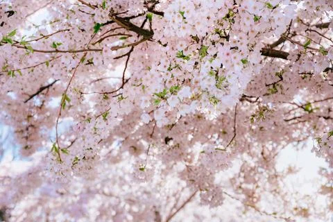 Blossoming Cherry Tree With Many Delicate Flowers Stock Photos